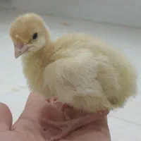 فروش فوری جوجه بوقلمون بیوتی