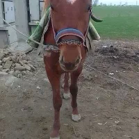 فروش اسب نریان جوان|اسب و تجهیزات اسبسواری|گرگان, |دیوار