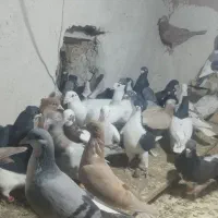 ۴۰تا کفتر پرشی زدوخوردی