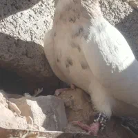 کبوتر ماده طوق اجری خال سیاه