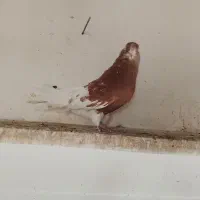 کبوتر سرور|پرنده|خرمدره, |دیوار