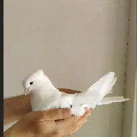 کفتر شمرونی نر و ماده.