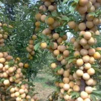 نهال های درجه یک و پر بار ضمانتی|عمده‌فروشی|میاندوآب, |دیوار