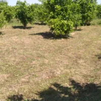 علف زدایی باغچه