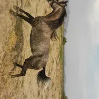 اسب کرد و کره کرد کره ۶ ماهه|اسب و تجهیزات اسب‌سواری|خوی, |دیوار