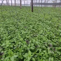 سبزی خوردن عمده ای مستقیم از کشاورز