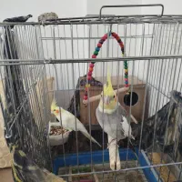 عروس هلندی و مرغ عشق|پرنده|برخوار, |دیوار