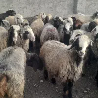 فروش 43 راس میش و شیشک ترکی بختیاری بره دار