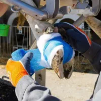 سم تراشی گاو گوساله شاخ بری