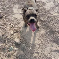 معاوضه با سگ نگهبان