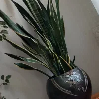 گل سانسوریا