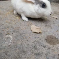 خرگوش