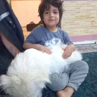 سگ دستی پشمالو سفید فهمید و بازی گوش|سگ|ایذه, |دیوار