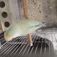 طوطی برزیلی رنگ خاص ماده|پرنده|ملارد, |دیوار