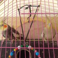 سه جفت عروس هلندی