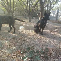 سگ مالینویز داچ شپرد