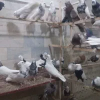 یه گل کفتر یکجا فروشه...|پرنده|بهار, |دیوار