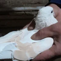 یک جفت کبوترنروماده|پرنده|بروجرد, |دیوار