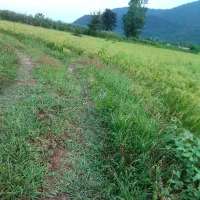 زمین شالیزار