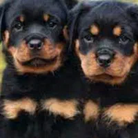 شاه توله نر روتوایلر توله های 70 روزه میکروچیب دار|سگ|قدس, معادن شن و ماسه|دیوار