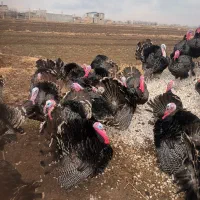 بوقلمون محلی