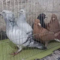 فروش کبوتر زرددم سفید|پرنده|زرند, |دیوار