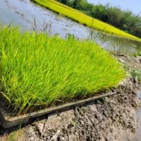 بانک نشا مکانیزه