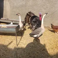 بوقلمون قوغاز مرغ خروس