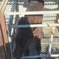 گوساله‌شیری‌سیمنتال‌وهلشتاین‌گاو‌تلیسه