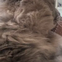 گربه نر ( نژاد دار ) آماده برای جفت