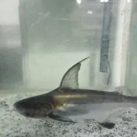 آکواریوم کامل با ماهی پنکوسی‌ و پلی البینو