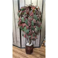 درخت ازگیل به مبلغ ۱۵۰۰۰۰۰ تومن قابل شستشو