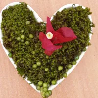 انواع خزه ستاره ای (باربولا) ، جنگلی و سرخس