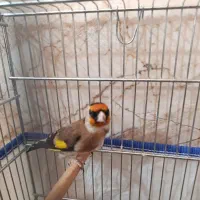 سهره سرسیا 10عدد نقش|پرنده|شیراز, کوشک میدان|دیوار