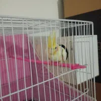 لوتینو|پرنده|مشهد, طبرسی شمالی|دیوار