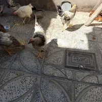 مرغ خروس|حیوانات مزرعه|صحنه, |دیوار