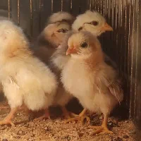 جوجه مرغ نژاد کوشین پانتام و جاپنیز (ژاپنیکس)