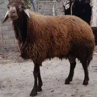 قوچ ویک عدد بز