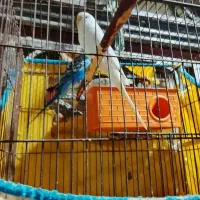 مرغشق|پرنده|قشم, |دیوار