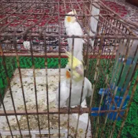 فروش جوجه 3ماهه لوتینیو درشت و کشیده دونخور شده