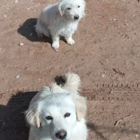 سگ فانتزی|سگ|بختگان, |دیوار