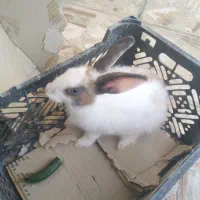 خرگوش