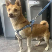 واگذاری سگ بسیارمهربون میکس اشپیتز تریر|سگ|باغستان, |دیوار