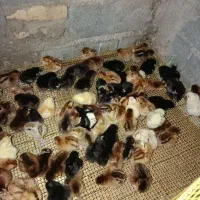 جوجه محلی(هشترود)