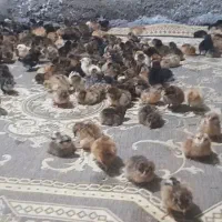 جوجه محلی گل پایگانی