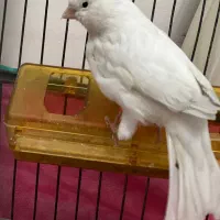 قناری معاوضه با سهره