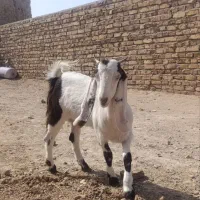 گلاب