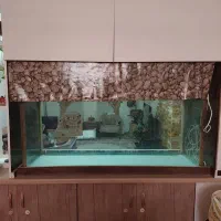 آکواریوم|ماهی|امیدیه, |دیوار