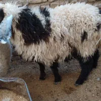 بره نرر چاق و چله|حیوانات مزرعه|زابل, |دیوار