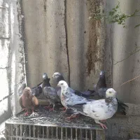 تعدادی کفتر پلاکی و پروازی
